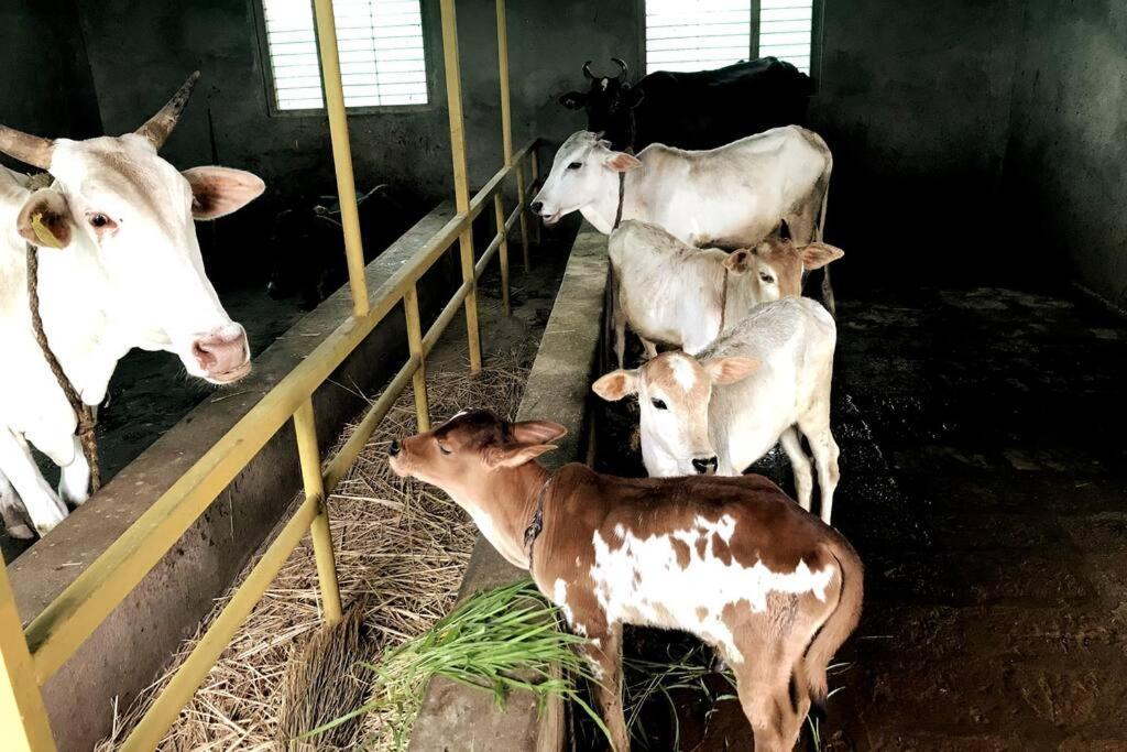 הוילה Narsinge Mars Jungle Adventure Stud Farm With Private Jacuzzi מראה חיצוני תמונה