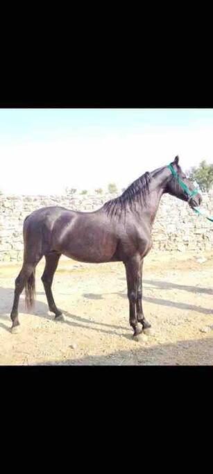 הוילה Narsinge Mars Jungle Adventure Stud Farm With Private Jacuzzi מראה חיצוני תמונה